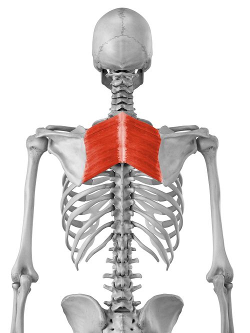 Rhomboid muscles highlighted on the upper back